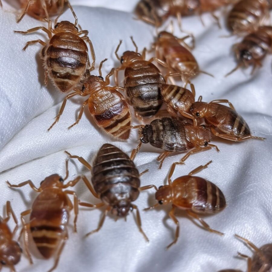 Bettwanzen-Bettwanzenstich-Bettwanzenbiss-Was tun.jpg