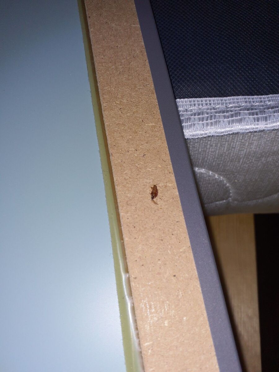 Bettwanzen-bisse-Grub (AR)-haut-kind.jpg