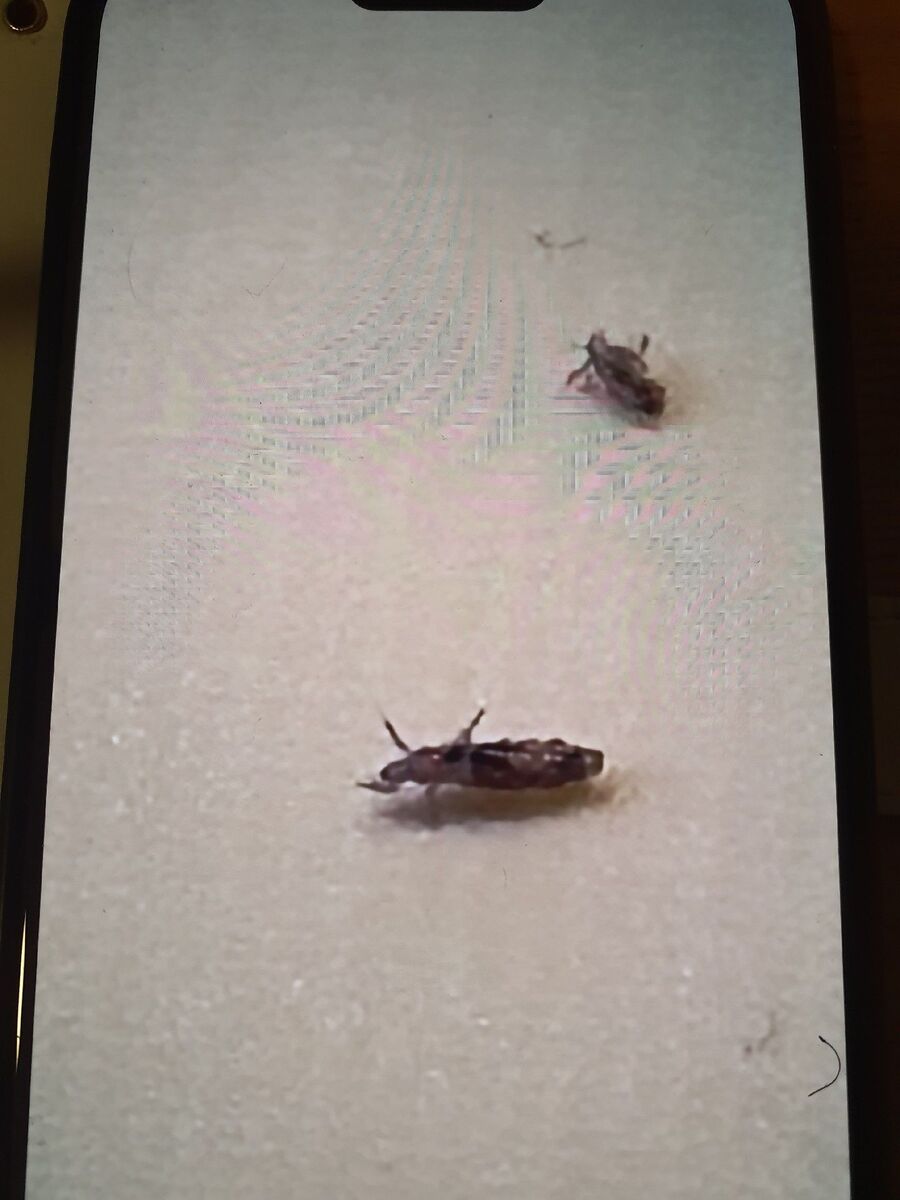 Bettwanzen-bisse-Les Genevez (JU)-haut-kind.jpg