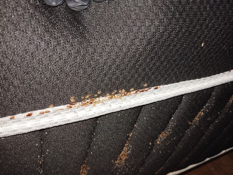 Bettwanzen-Bettwanzenstich-Bettwanzenbiss-Ringgenberg (BE).jpg