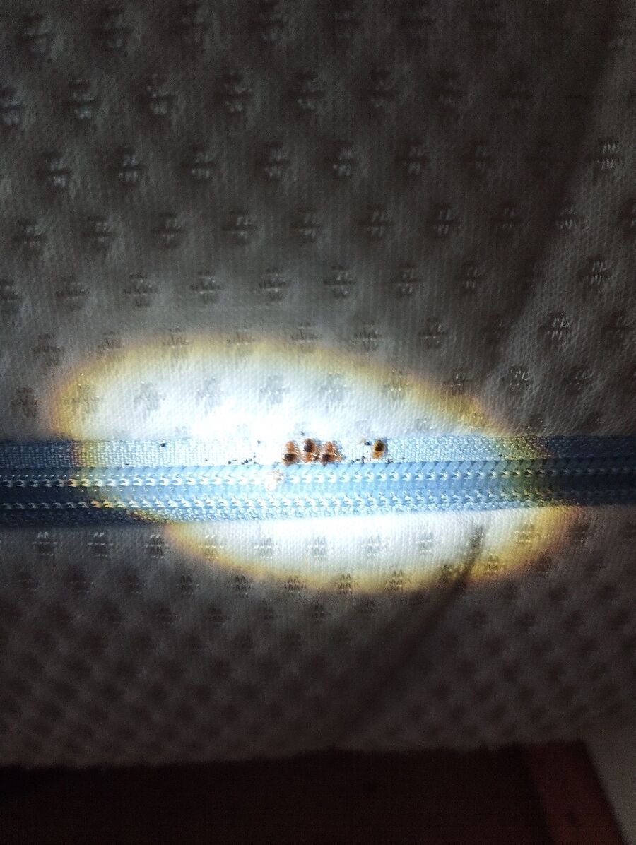 Bettwanze-auf-der-haut-bettwanzenbiss-Mex (VD).jpg