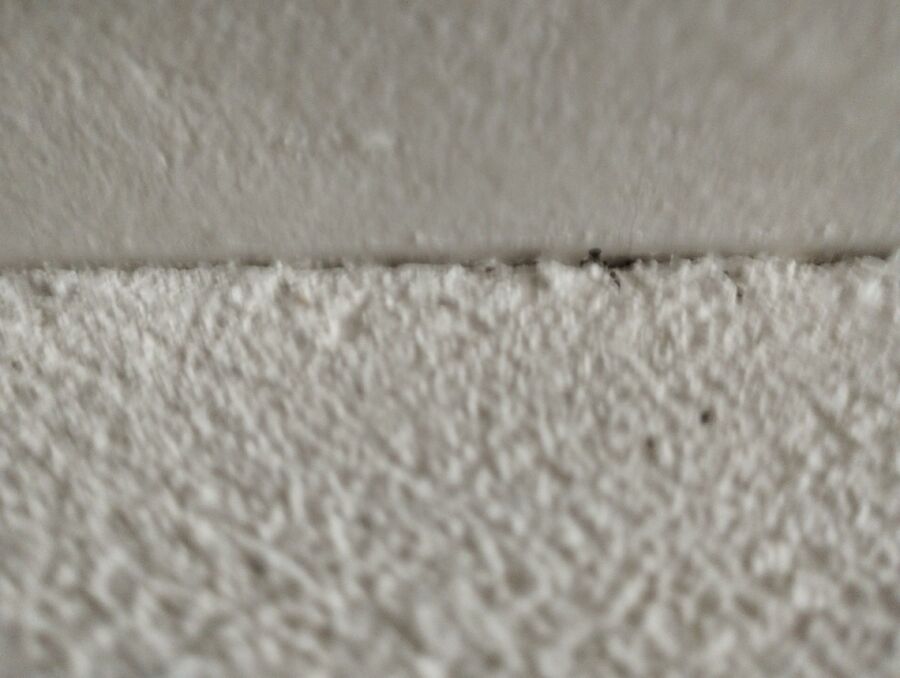 Bettwanzen-Experten-Bergün Filisur-Bettwanzen-entfernen.jpg